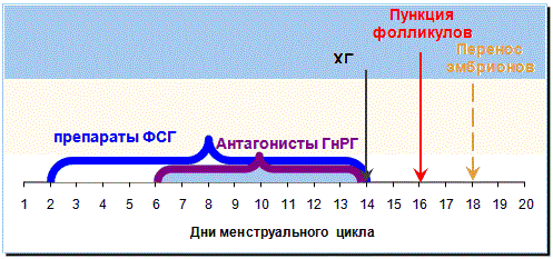 Стимуляция гоналом схема эко Стимуляция гоналом схема эко