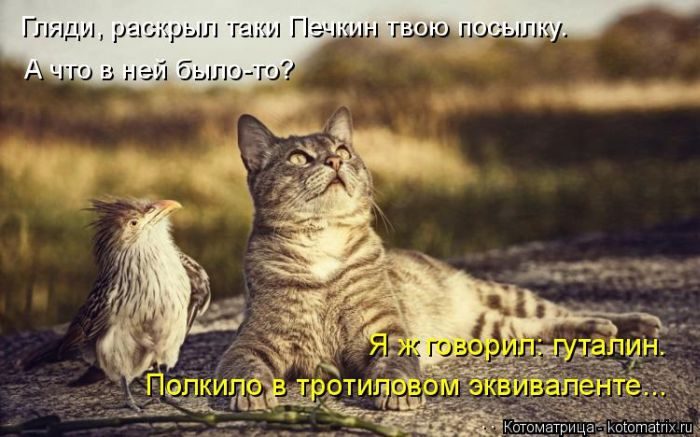 Лучшие котоматрицы недели