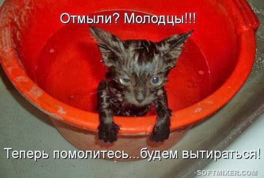 Купание кота - как вид боевого искусства животные, приколы