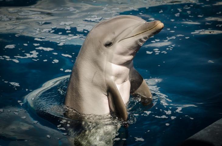 Позитивные фотографии веселых дельфинов