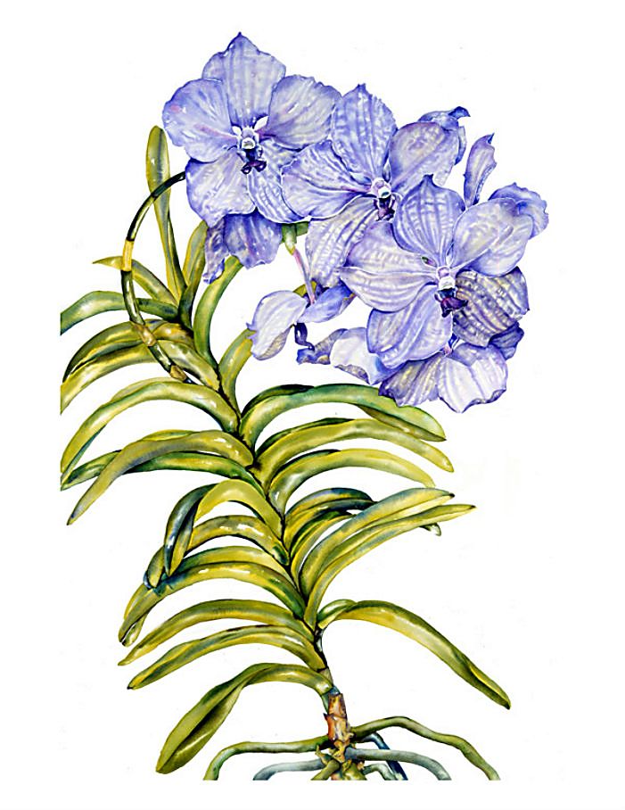 ����� � �������� Sally Robertson