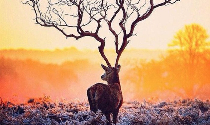 6. Олень имени барона Мюнхаузена показалось, фото, юмор