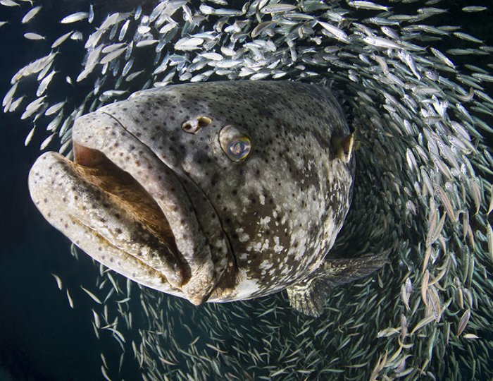 ������ ������ �������� ��������� ���������� �RSMAS Underwater Photography 2013�