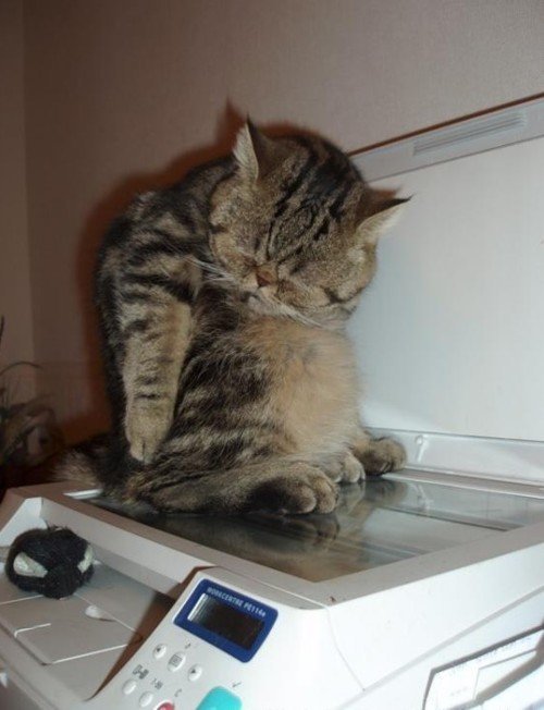 Очень усталые котики