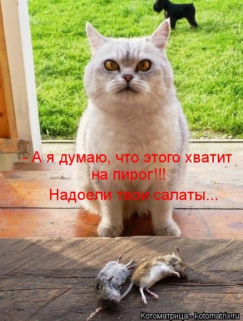 Лучшие котоматрицы недели