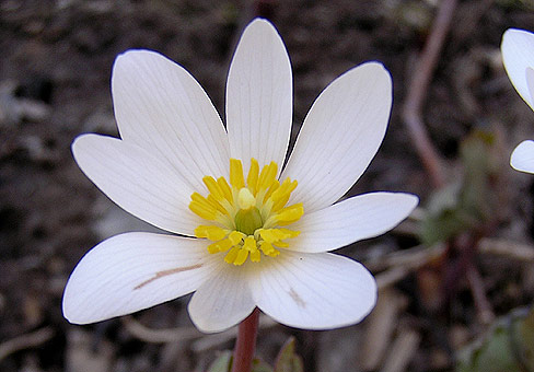 Сангвинария (Sanguinaria) Сангвинария (Sanguinaria)