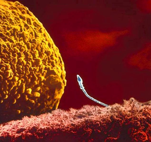Встреча сперматозоида с яйцеклеткой