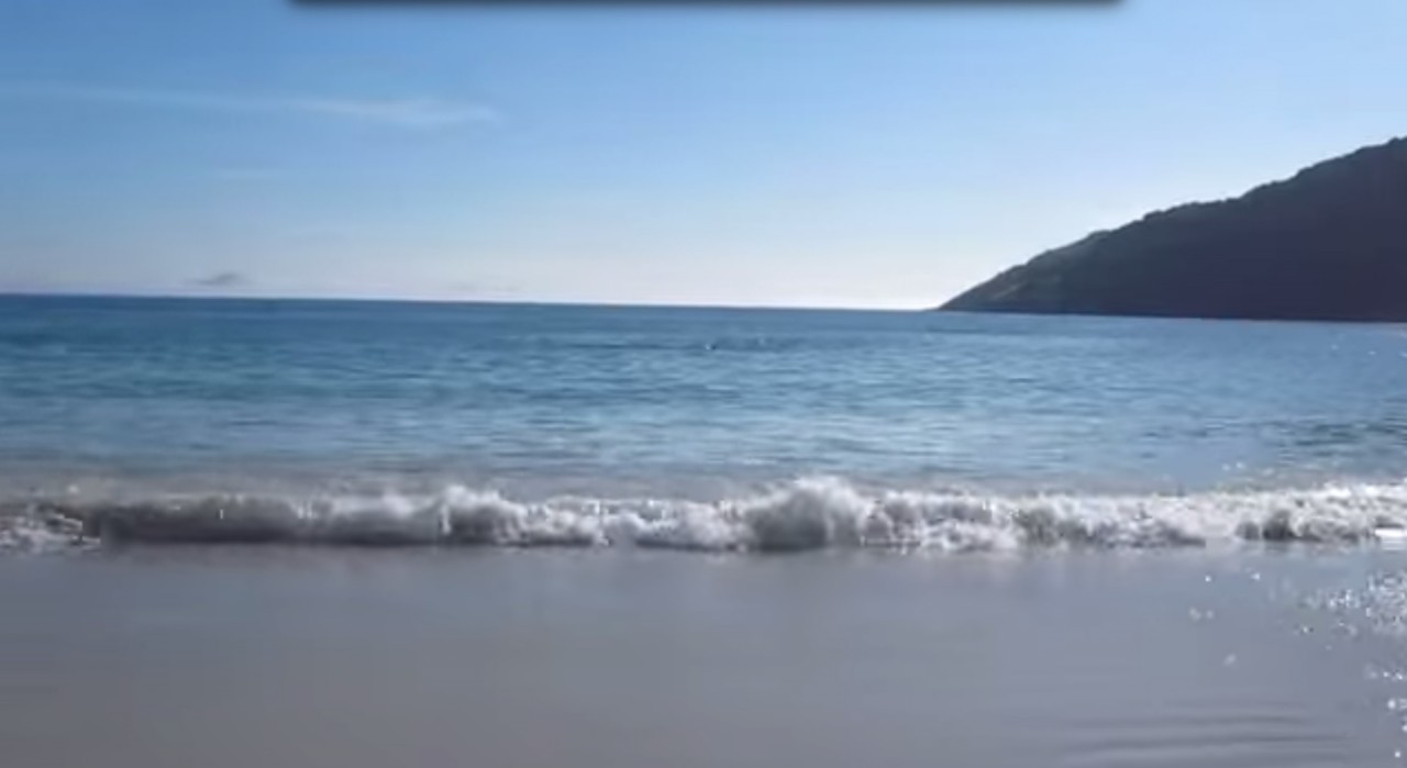 Он просто снимал море и пляж, как вдруг случилось нечто немыслимое! видео, дельфины, море