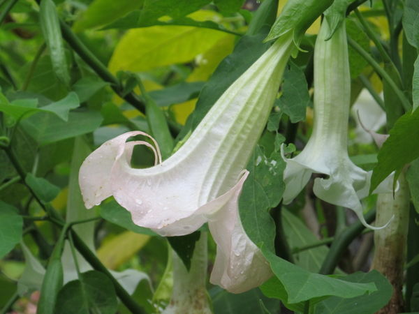 Brugmansia Frosty Pink