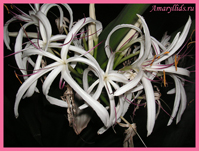 Кринум азиатский (Crinum asiaticum)