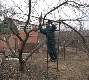 Когда лучше делать обрезку плодовых деревьев – проведение работ + Видео Когда лучше делать обрезку плодовых деревьев – проведение работ + Видео