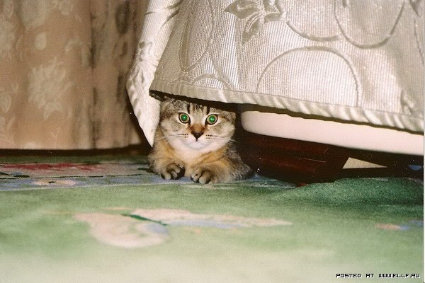 Смешные коты в засаде (30 фото)