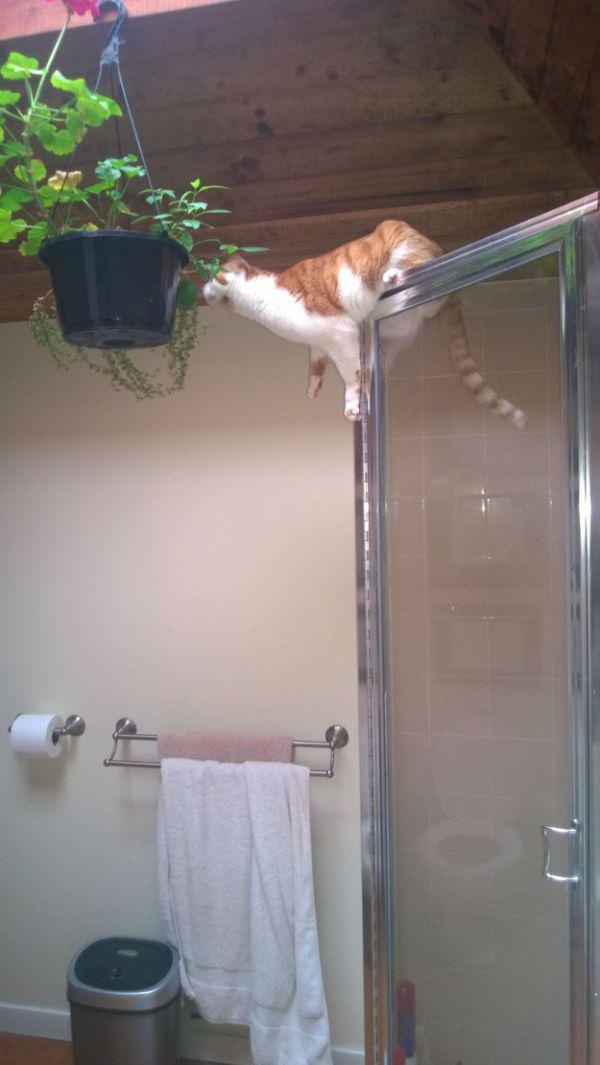 Кошки, загнавшие себя в неловкое положение