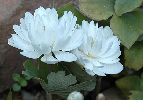 Сангвинария (Sanguinaria) Сангвинария (Sanguinaria)