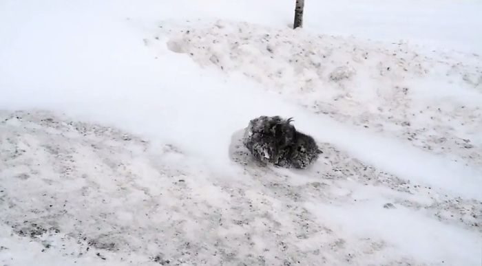 Спасение замёрзшего котёнка