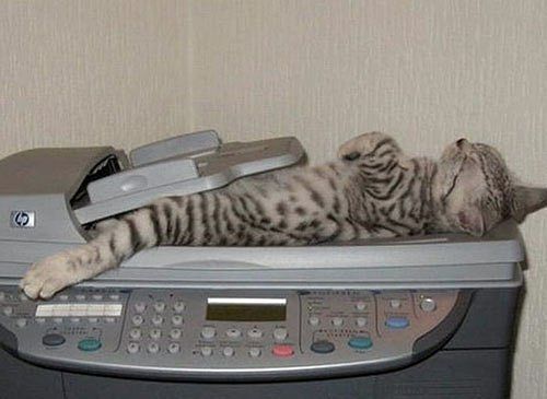 Как спят коты и кошки Как спят коты и кошки...