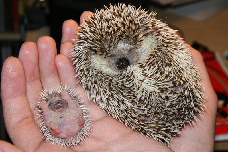 animalbaby2
