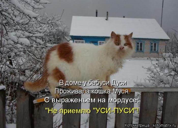 Лучшие котоматрицы недели