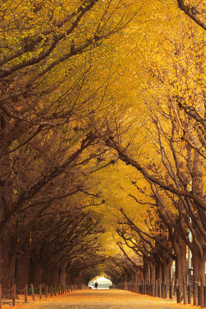 Туннель из деревьев Гинкго, Япония