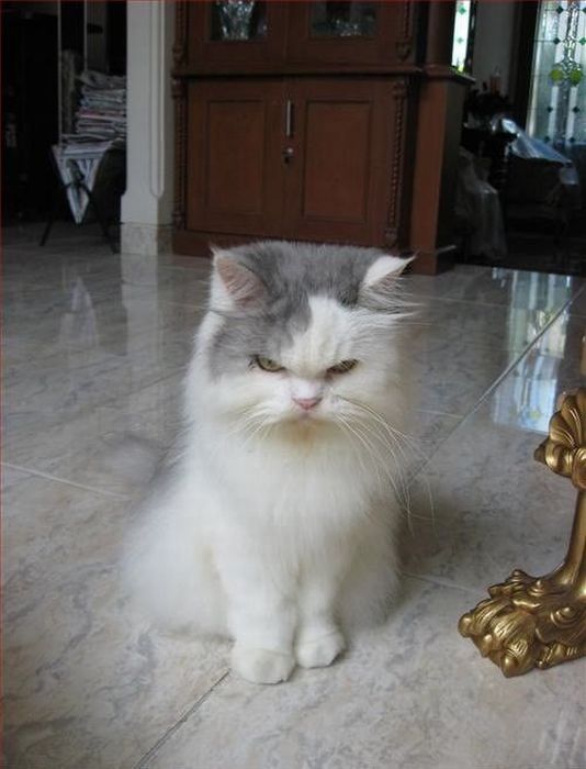 Смешные и просто красивые фотографии кошек (136 фото)