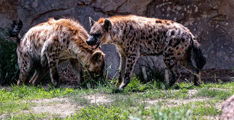 6 животных, которые умеют менять свой пол