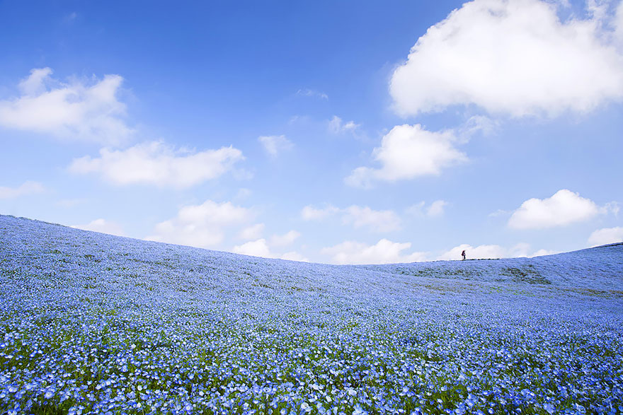 nemophilas-field-hitachi-seaside-park-4