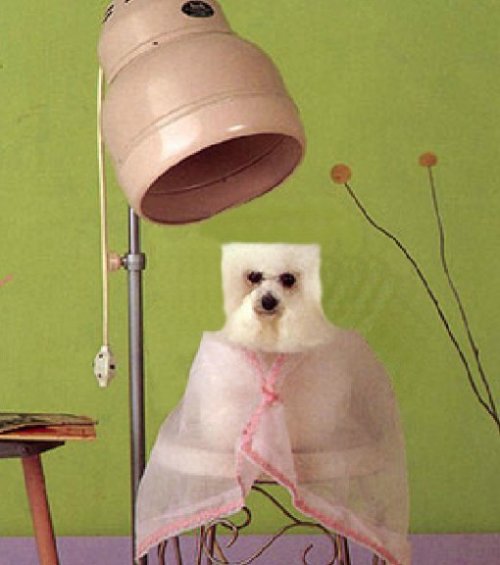 Необычные стрижки тайваньских собак (10 фото) Необычные стрижки тайваньских собак (10 фото)