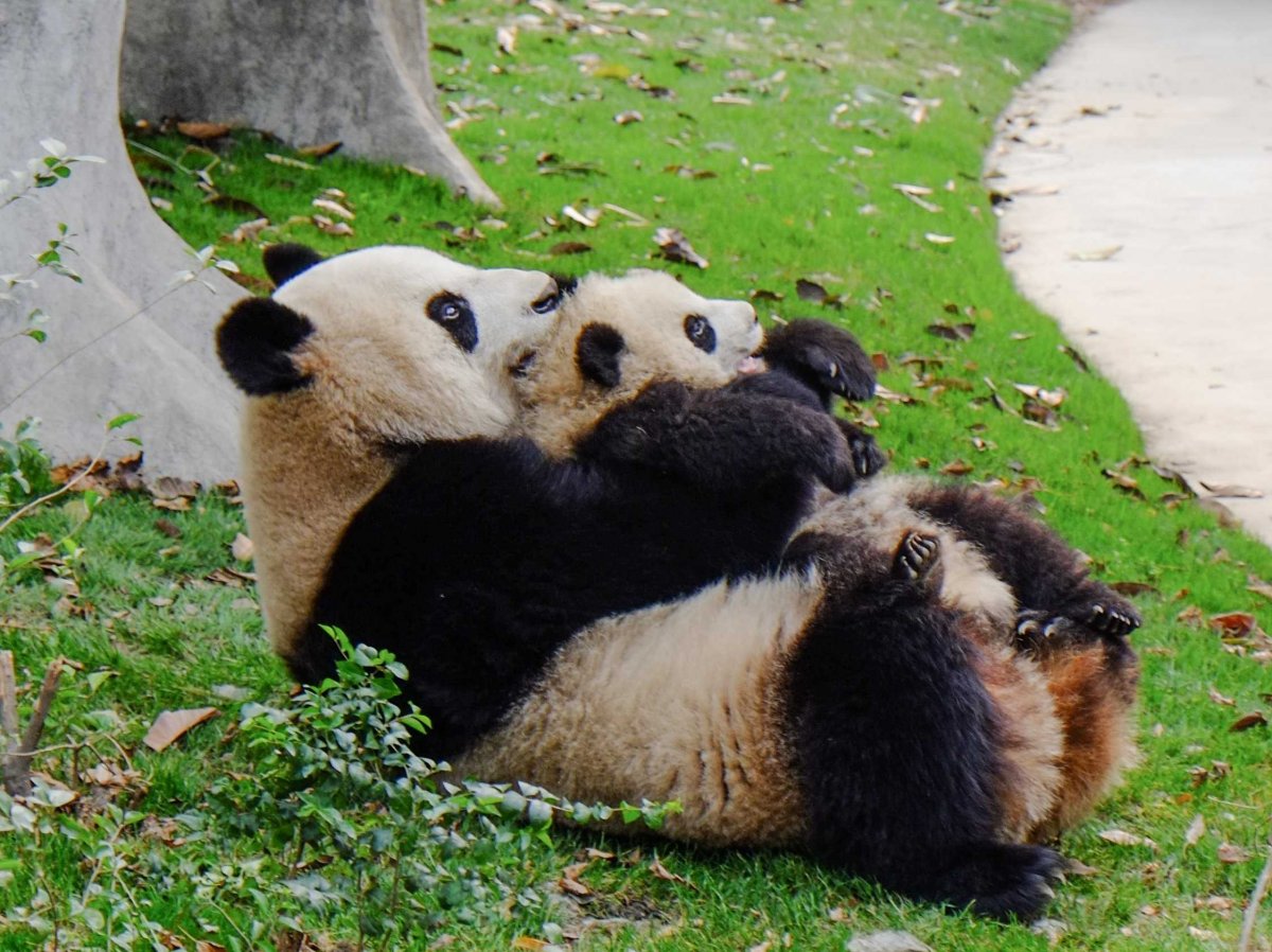 cuddle-up-with-a-panda-in-chongqing