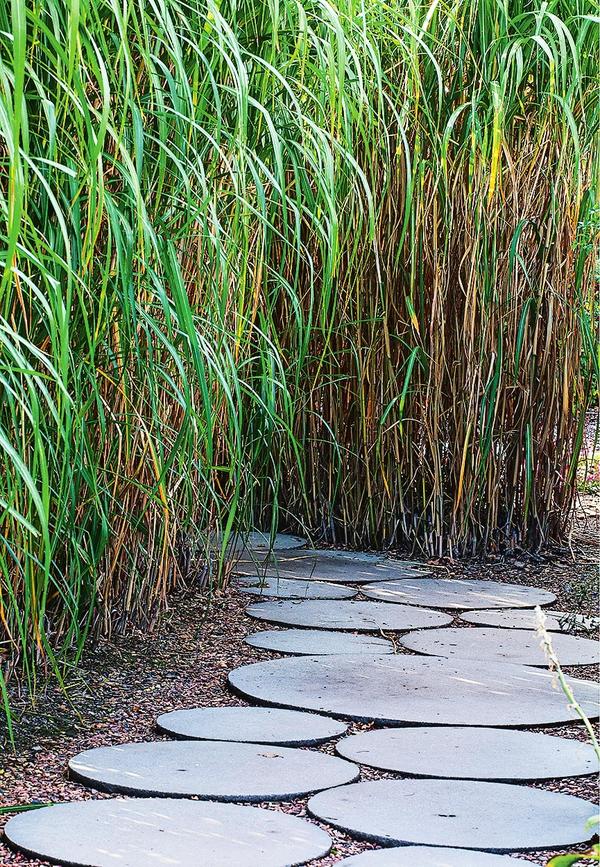    , ,    ,    (Miscanthus  giganteus,  3-4 )       .