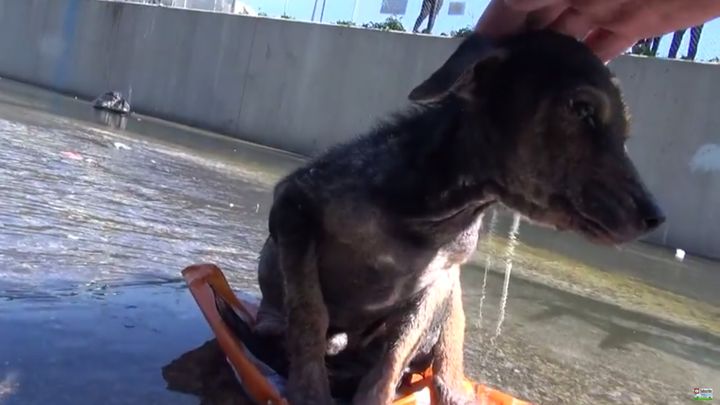 Трогательная история спасения одного щенка видео, спасение, щенок