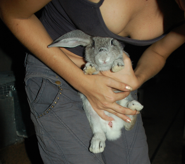 Девушка давит кролика