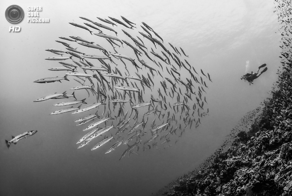 : Wide-angle/Marine Life. 1 . (Paul Colley/UnderwaterPhotography.com)