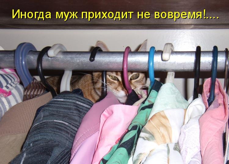 Котоматрица (81 фото)