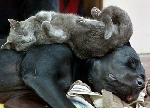 Как спят коты и кошки Как спят коты и кошки...