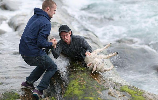 норвежцы спасают ягненка