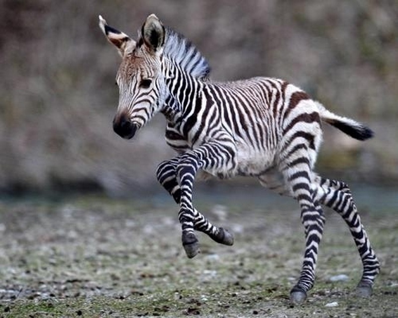 animalbaby9