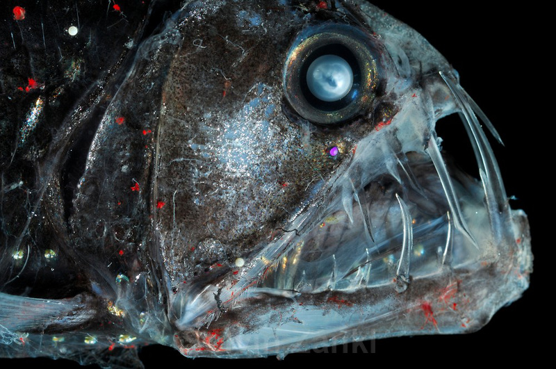 Deep Sea Viperfish Chauliodus sloani | Deep Sea fish | Tiefsee Fisch