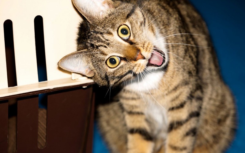 Прикольные животные, которых не плохо кормят животные, коты, прикол, юмор