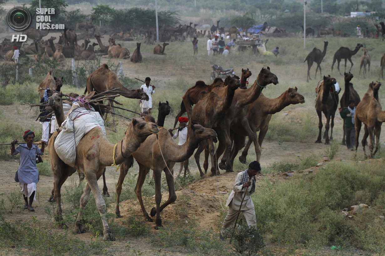 Индия. Пушкар, Раджастхан. 6 ноября. На ярмарке верблюдов. (AP Photo/Deepak Sharma)