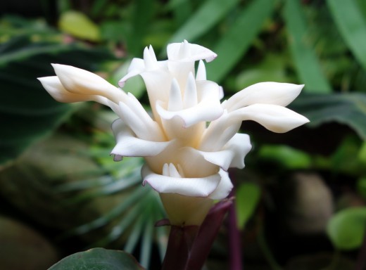   (Calathea warscewiczii)