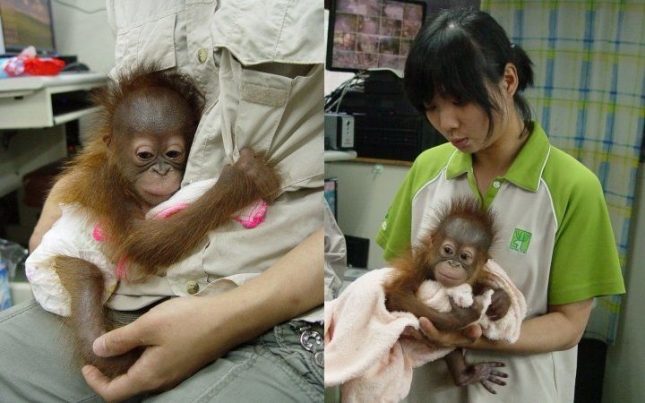 Малыш орангутанга в американском приюте. 