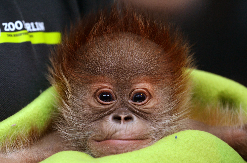 Новорожденный орангутан Рике на пресс-конференции в Берлинском зоопарке, Германия
