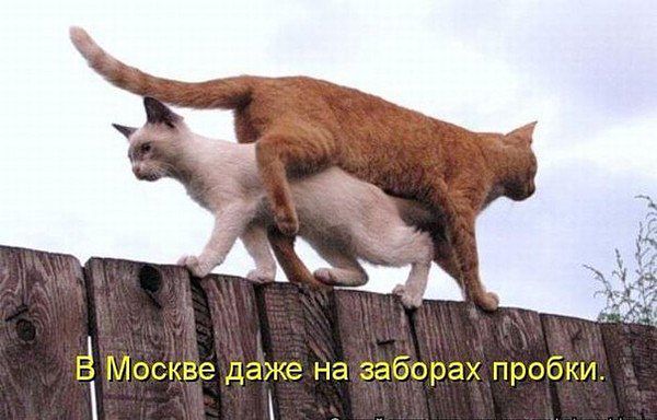 3573123_koti (600x384, 47Kb)