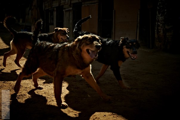 Реальность сложного, но приятного хобби. Я владелец приюта......