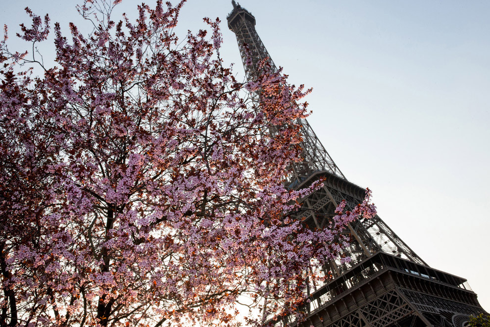  Цветущее дерево и Эйфелева башня весна, мир, природа