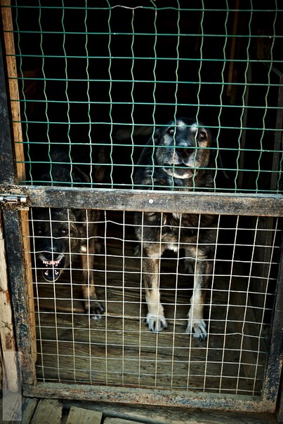 Реальность сложного, но приятного хобби. Я владелец приюта......