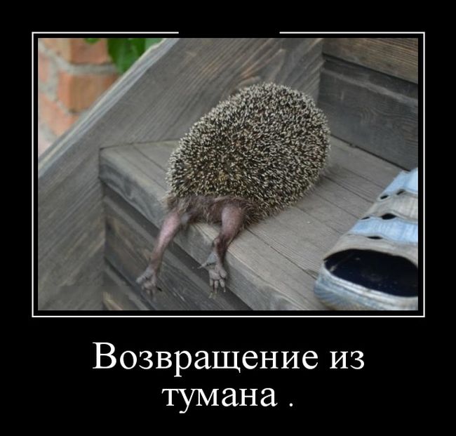 Демотиваторы - 954 Демотиваторы - 954
