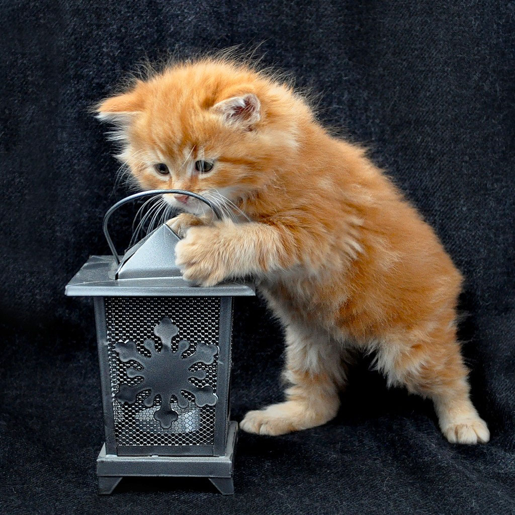 NewPix.ru - Отношения человека и кошки. Красивые фотографии кошек