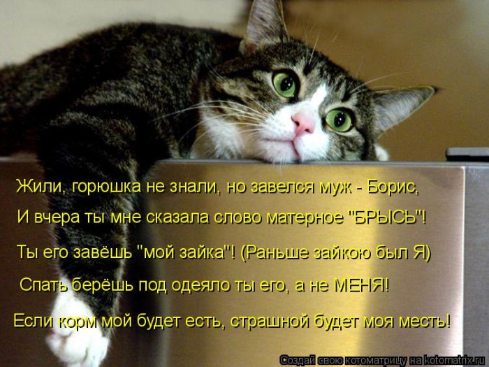 Лучшие котоматрицы недели (49 фото) Забавный котопост