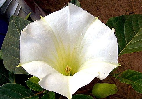 Дурман (Datura) Дурман (Datura)